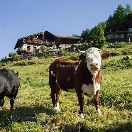 Rifugio Guide Frachey فندق *