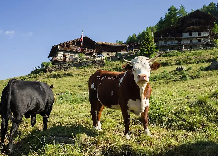 Rifugio Guide Frachey Hotel *